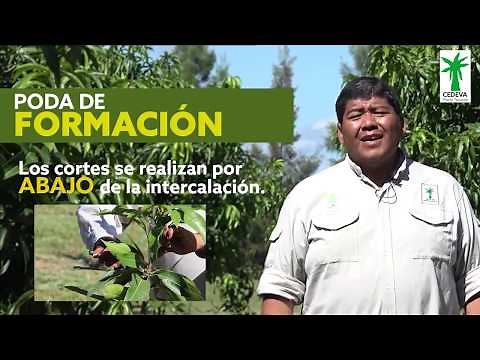 Poda de Mango