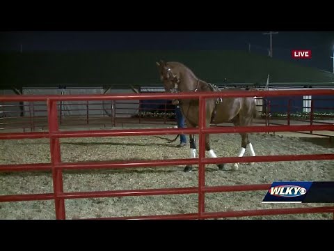World's Championship Horse Show underway at Kentucky State Fair