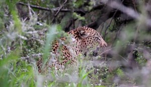 Best Virtual Tours in South Africa to Enjoy During Lockdown