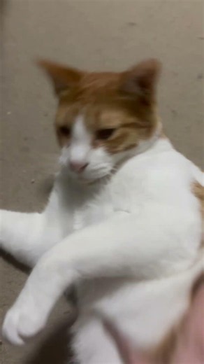 撫でられてゴロゴロ鳴いちゃうカイ #猫 #保護猫 #猫のいる暮らし