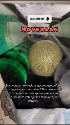 Industrial melon washer, fruit cleaning machine. #shorts #melonwasher #satisfying