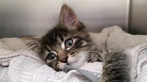 4.5K views · 438 reactions | At just ten weeks old, “Nicholas” the...