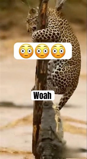 Leopard Climbs Tree to Escape Crocodile Caught on Camera#shorts