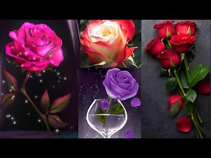 Rose Hd #wallpapers #