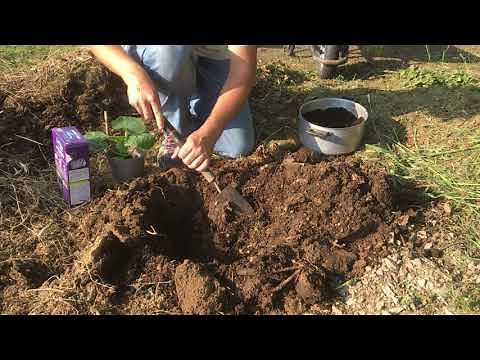 72 - Comment planter des courges ?