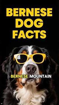 BERNESE MOUNTAIN DOG FACTS 101 ✅ Top Bernese Breed Information & Fun Training Tips You Need to Know!