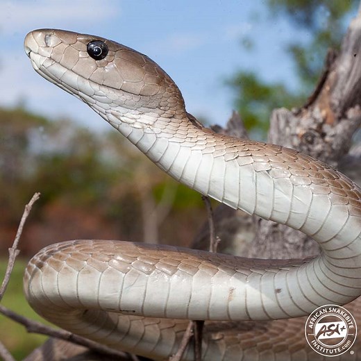 Black Mamba - ASI