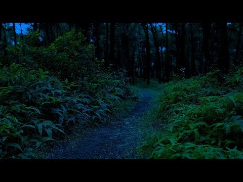 Crickets & Owl in a Forest Paradise at Night | Heavenly Night Ambience for Deep Sleep | 10 Hours