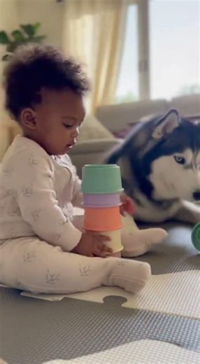 Cup Stack Helper Husky 🐶👶#HuskyAndBaby #RealLifeVideo #CuteMoments