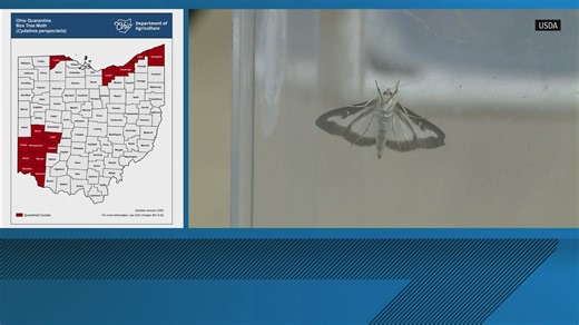 Invasive moth threatens boxwoods in northwest Ohio