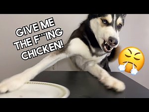 Dog Reviews Food | THROWS Plate Off The Table!