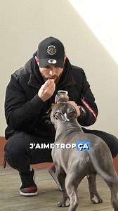 🐕 Formation Canine pour tous les chiots par Esprit Dog : 🐶 Sans abonnement et disponible à vie 🐶 100 % en ligne 🐶 de 100 vidéos explicatives 🐶Toutes les règles de vie indispensables 🐶Les réponses à toutes les questions que vous vous posez 🐶Plus de 35 000 maîtres de chiots conquis | Esprit Dog - Tony Silvestre