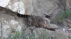 The yellow-bellied marmot, Marmota flaviventris, is a large rodent that occurs throughout much of the western United States and in parts of southwestern Canada.