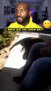 Crow speaking, fyou #streamer #reaction #comedy #bird #nyc | NeverSpoke