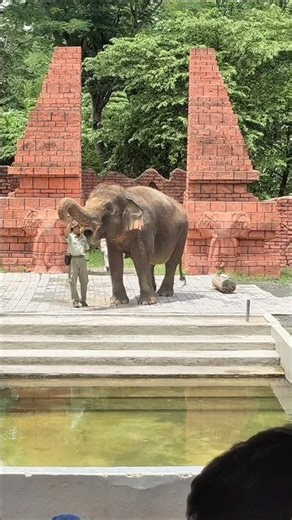 GAJAH GENDUT DI SOLO SAFARI #shorts #trending