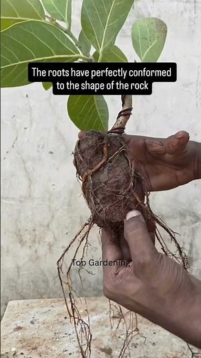 🌳 Banyan Root Over Rock Bonsai in the Making | Step-by-Step Progress & Styling JourneyIn today’s