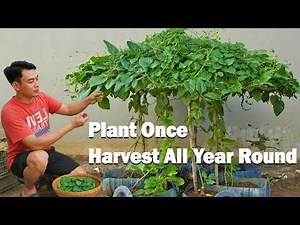 Don’t Throw Away Old Plastic Bottles! Grow Vegetables This Way for Year Round Harvests