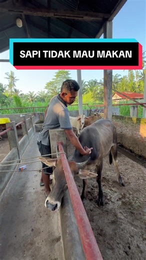 3 ekor sapi kita sedang badmood dan tidak mau makan #permatasapi #peternakmuda #penggemukansapi #marpeor #PeternakanSapi