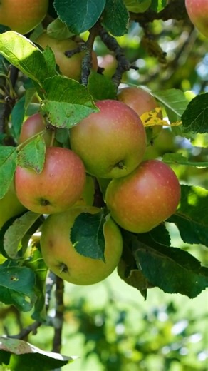 5.1K views · 42 reactions | Did you know that the McIntosh Apple was discovered in Ontario?  John McIntosh, a Canadian farmer, discovered its sapling at his farm at Dundela, Ontario in 1811, after which he cultivated and sold the apple variety wit his wife. Now, it continues to be a popular apple variety worldwide and even inspired the name of Apple's MacIntosh computer line. #DYK | Ontario Government | Facebook