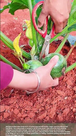 How to Pick Zucchini at the Perfect Time for Maximum Yield #smartfarming #gardeningtips #harvest