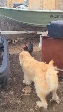 Dog vs Chicken