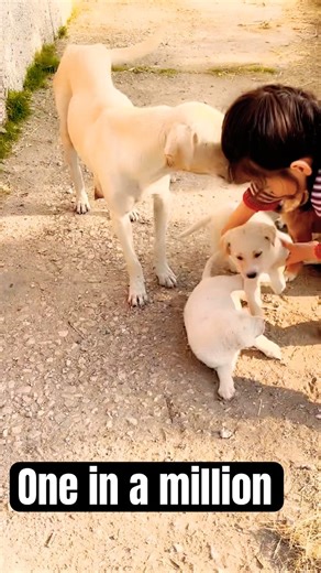 I love you so much ♥️♥️♥️♥️♥️♥️ #streetdogs #cute #puppy #onepiece #oneinmillion