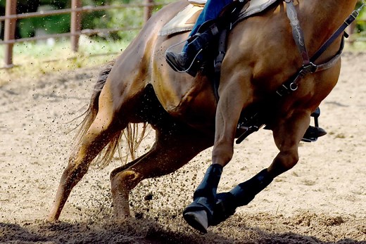 12 of The Most Popular Horse Breeds For Barrel Racing