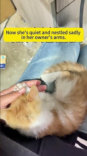 The poor kitten got bitten by the turtle.