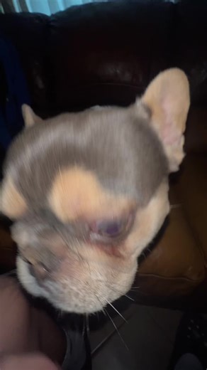 Brandon (@brandonsui7)’s videos with Creative Exercise - R.I.P @Xrangex