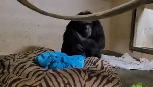 5.5M views · 214K reactions | Mom and baby reunited!  Two days after his birth, a baby chimpanzee and his mom are together again at the the Sedgwick County Zoo. His name is Kucheza, which means “play” in Swahili. | KAKE News | Facebook