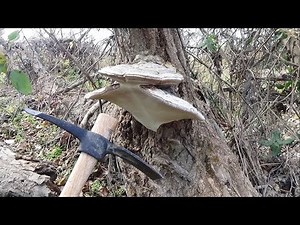 When I destroyed a fallen tree with a giant mushroom growing on it, a terrifying life form appeared