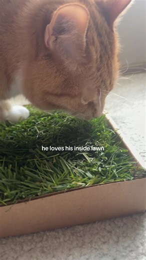 Legit his zen garden lol #cat #cats #pet