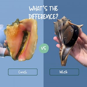#WildlifeWednesday 🐚 What in the world is the difference between conchs and whelks? 🐚Continuing with the theme of marine snails (gastropods!), let's talk about the difference between conchs and whelks. Let's be honest, most of us grew up calling whelk's conchs, and probably still do. No biggie! But there is a difference between these animals. In our area, we typically only find whelks, not conchs. At the end of the video, you'll see the three most common types of whelks we find here in North C