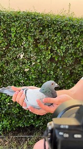 43K views · 2.2K reactions | The Pattaya International Pigeon Race auction is in full preparation! Winners from the final, extra final and ace pigeons will be sold in the auction that starts next week!  | PIPA | Facebook