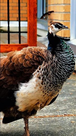 Peahen in the City | Calm Wildlife Moment