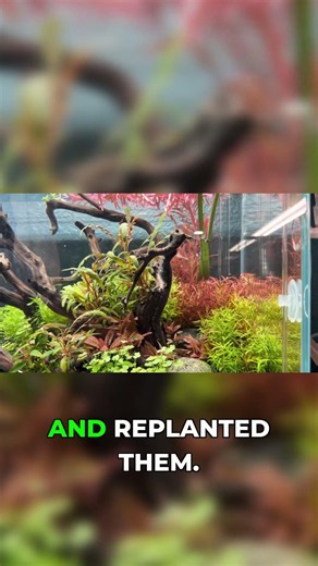 The Right Way to Trim Stem Plants (Most People Do It Wrong) #aquarium #shorts