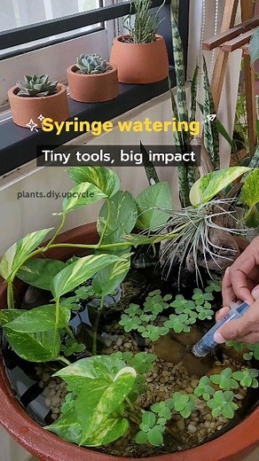 Linto Antony | Are you finding it difficult to water succulents? Then try this syringe technique. I got this idea from @thebalconylifeblr few years... | Instagram