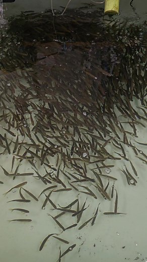 The bait season has begun! | Friends Bait shop