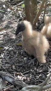 2.4K views · 103 reactions | We came across these baby buzzards while out python hunting. The little guys are fed a diet of partially digested & regurgitated carrion - which is basically rotting flesh. So you can imagine what they smell like when we say that they stink藍 #epicairboattours #floridaeverglades #everglades #evergladestours #airboattours #buzzards #babybuzzards | Epic Airboat Tours | Facebook