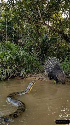 A porcupine managed to escape the attack of a giant anaconda 😱 #anaconda #amazon #nature #porcupine #sucuri #gigante | Rudi Guntara