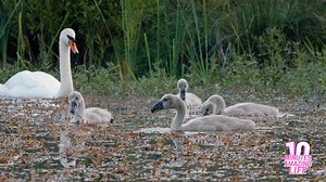Mute Swan Family on the Lake
