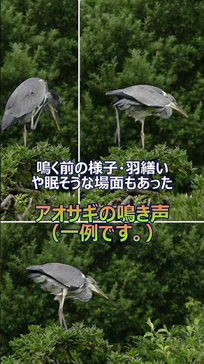 鳥・アオサギの鳴き声