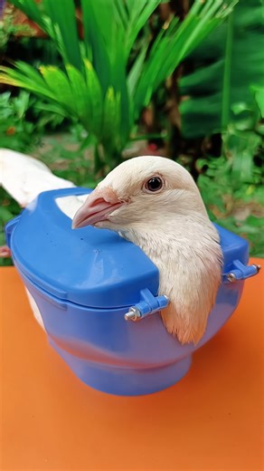 kabutor treatment 258✨✅ #kalapati#birds#shorts#pigeon#kabutar#pets#pigeontreatment