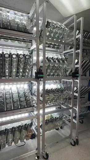 BioTilts™ in action—our favorite sight (and sound) in the lab. Each rotation is carefully timed to keep cultures oxygenated and healthy, preventing hyperhydricity while improving nutrient absorption. But here’s what most people don’t realize: you can actually program each level of your BioTilt™ tower to rotate at different intervals, fully customizing movement based on your plant’s needs. Whether you’re working on rooting, shoot multiplication, or callus induction, the BioTilt™ gives you the con