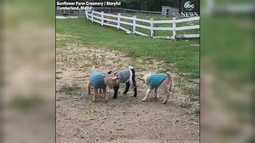 Baby goats jump for joy in new sweaters
