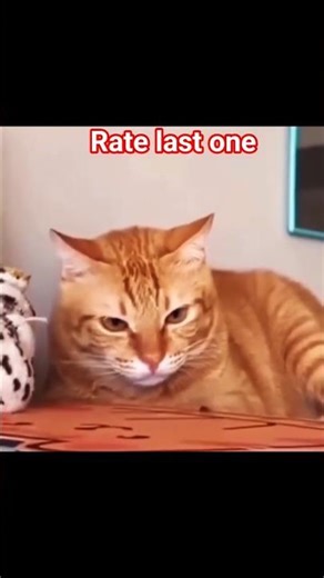 Which Cat is the best #shorts #trollface #troll