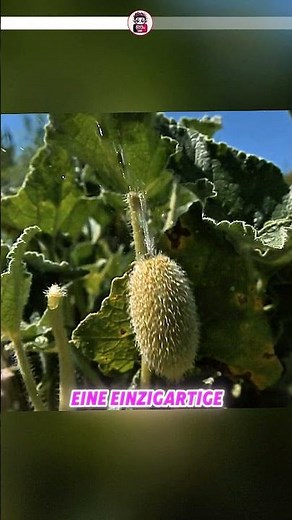 🎯 Die Pflanze, die ihre Samen herausschießt