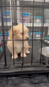 MALTESE/COCKER SPANIEL PUPPY AVAILABLE! This little guy made his way to Westside and he is irresistible! Cashew is an 8-week-old Maltese/Cocker Spaniel puppy who needs a forever home. Please apply here: https://sheprescue.org/Application_to_Adopt_a_Dog Main.html www.sheprescue.org mw | Westside German Shepherd Rescue of Los Angeles