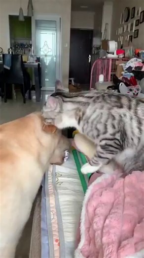 Cats bullying dogs 😭