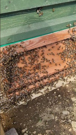 😃 Bees bringing Nectar in - Himalayan Balsam #beekeeper #beekeeping